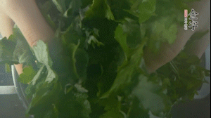【面皮】1.鍋中水開時(shí)，放挑揀好的艾草和一撮小蘇打，第一遍煮開后倒掉，重新加水大火煮開后，小火煮1小時(shí)。煮爛的艾草用紗布瀝干。